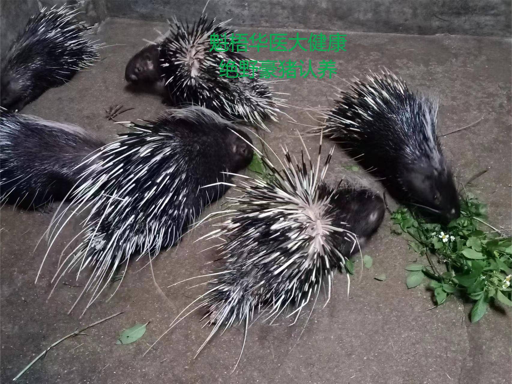 最新豪猪回收商家方法分析(最方便真实的昆明豪猪卖去什么地方方法)